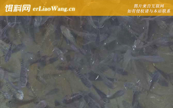 亲亲鱼:生活习性