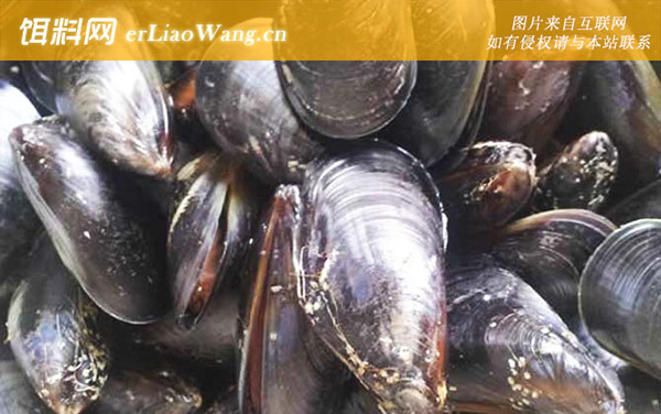 青口贝:生活习性