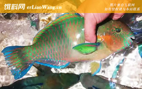 青衣鱼:分布范围