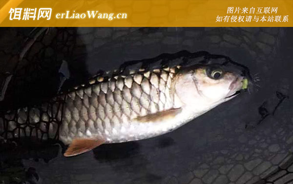 青竹鱼:分布范围