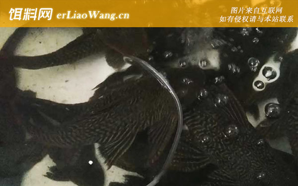 清道夫是什么鱼-形态特征