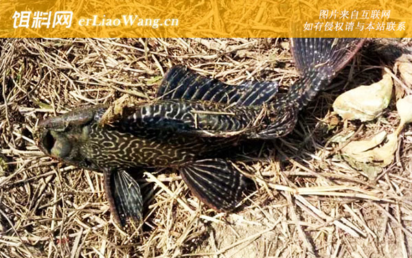 清道夫:分布范围