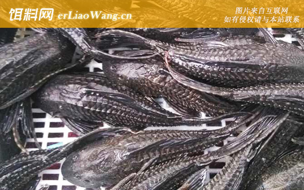 清道夫:生活习性