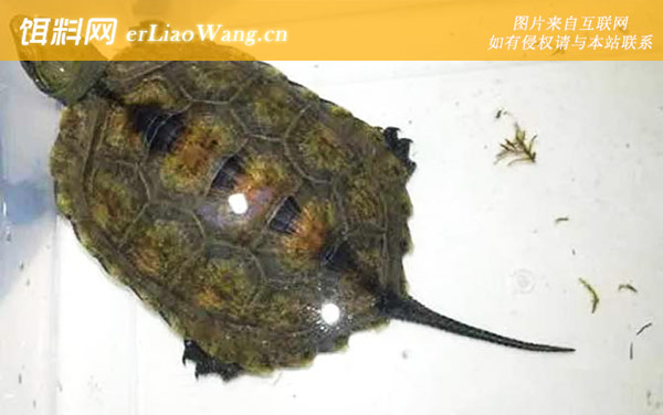 日本石龟:分布范围