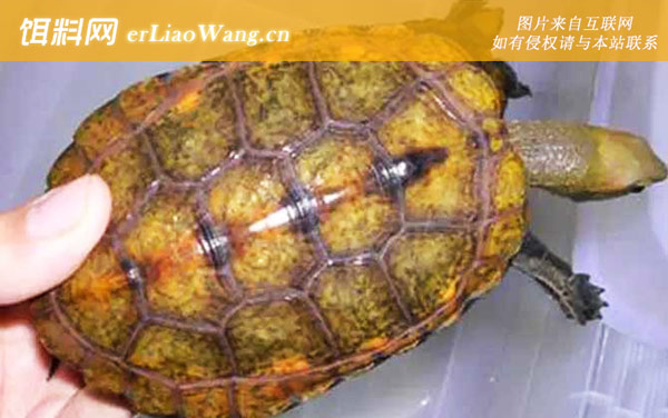 日本石龟:生活习性