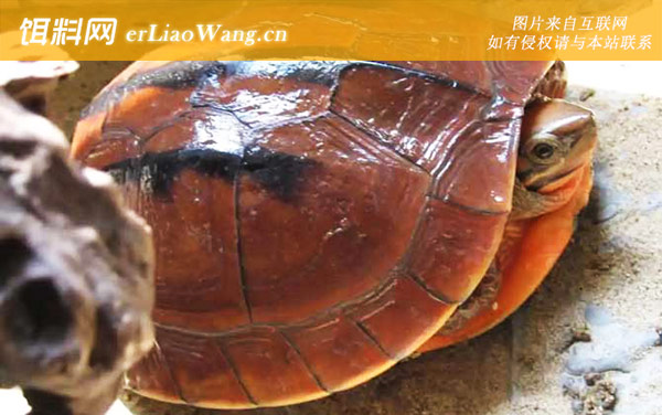 三线闭壳龟:分布范围