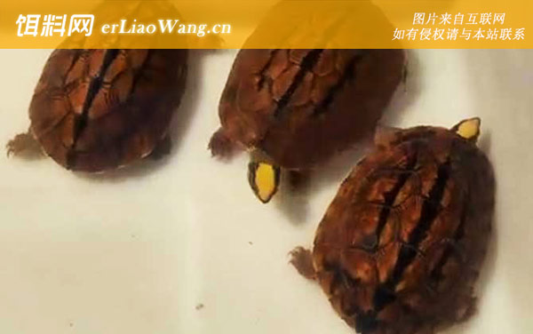 三线闭壳龟:生活习性