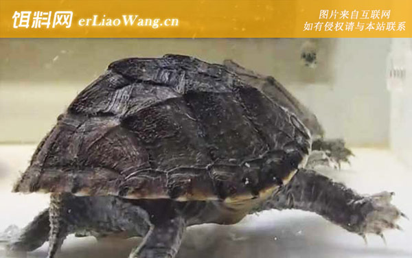 麝香龟:生活习性