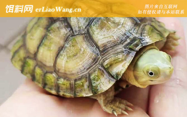 石板龟:分布范围