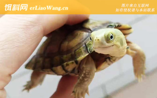 石板龟:生活习性