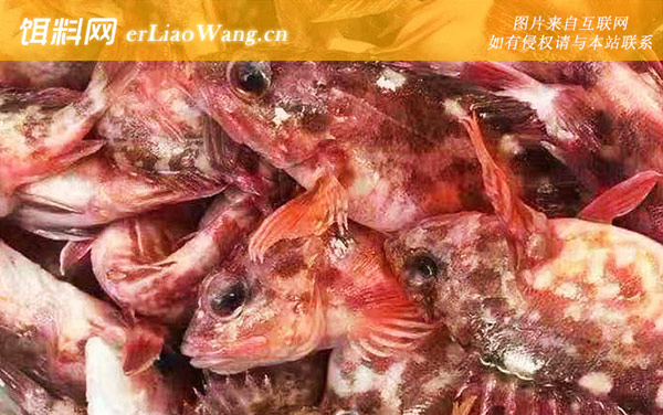 石九公:生活习性