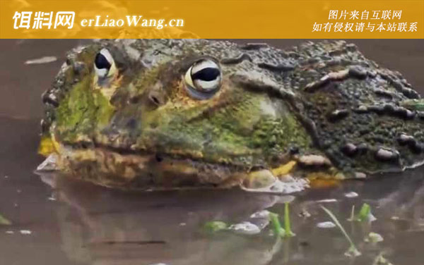 食人蛙:分布范围