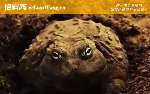 食人蛙:生活习性