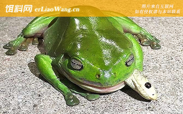 食蛇蛙:分布范围