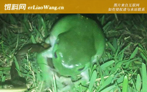 食蛇蛙:生活习性