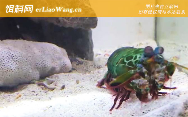 手枪虾:分布范围