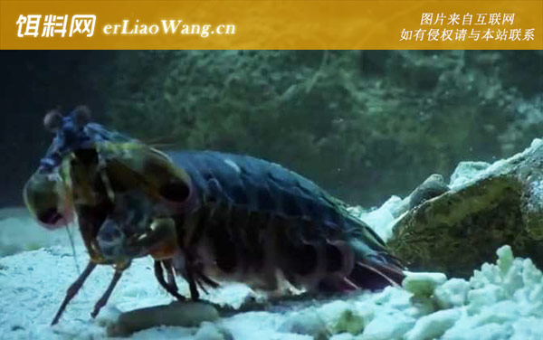 手枪虾:生活习性