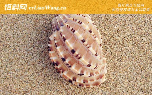 竖琴螺:分布范围