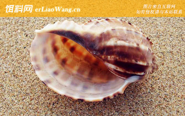 竖琴螺:生活习性