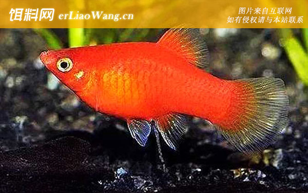 红月光鱼:分布范围