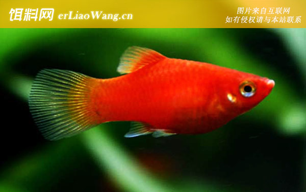 红月光鱼:生活习性