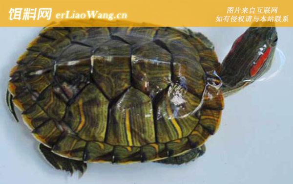 水龟种类名称及图片大全-巴西红耳龟