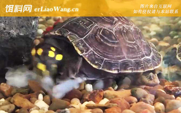 平胸龟:黄头侧颈龟