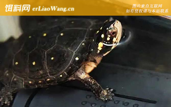 枯叶龟:星点水龟