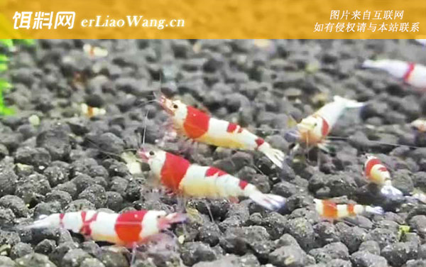 水晶虾:基因杂交表