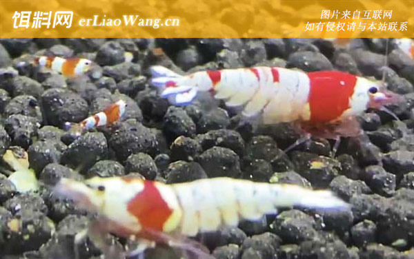 水晶虾:种类划分