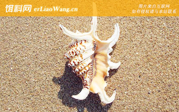 水字螺:分布范围