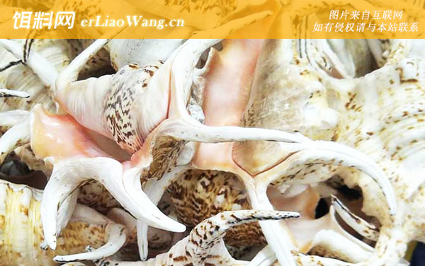 水字螺:生活习性