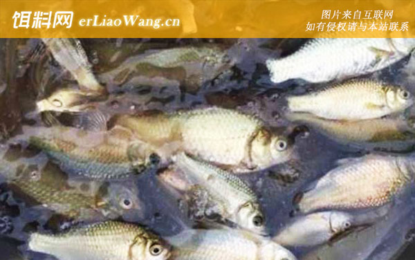 饲料鱼种类名称及图片大全-鲫鱼