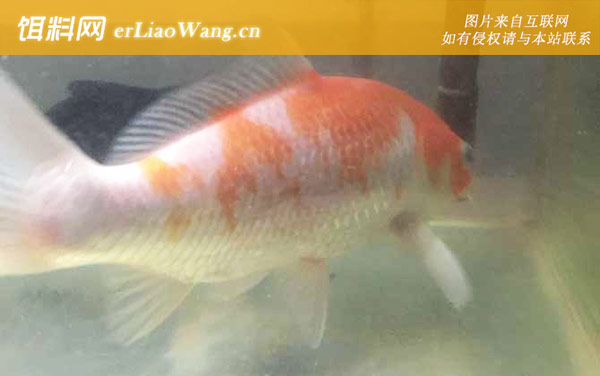 松鳞病:治疗方法