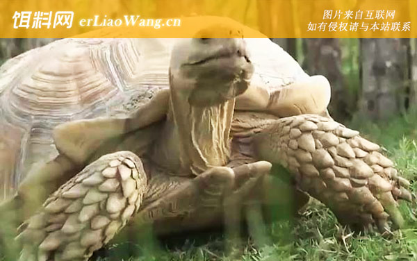 苏卡达龟:分布范围