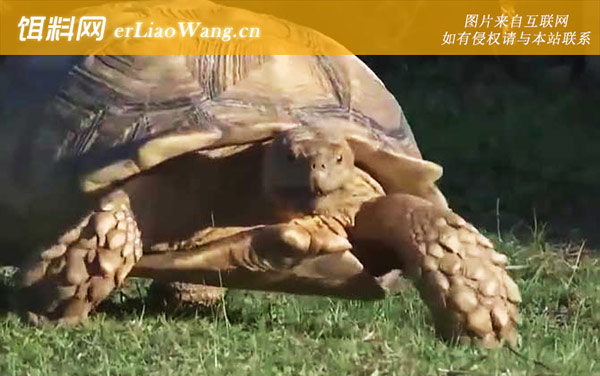 苏卡达龟:生活习性