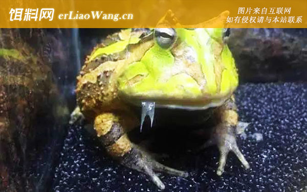 苏里南角蛙:分布范围