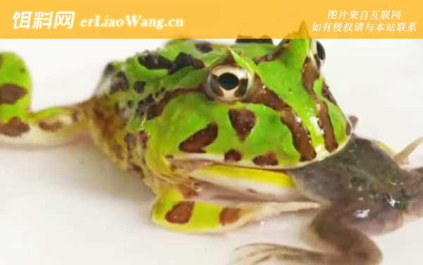 苏里南角蛙:生活习性