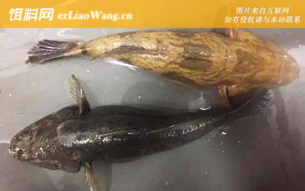 笋壳鱼:分布范围