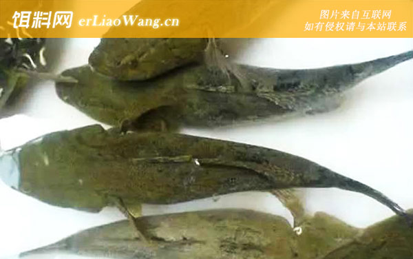 笋壳鱼:生活习性