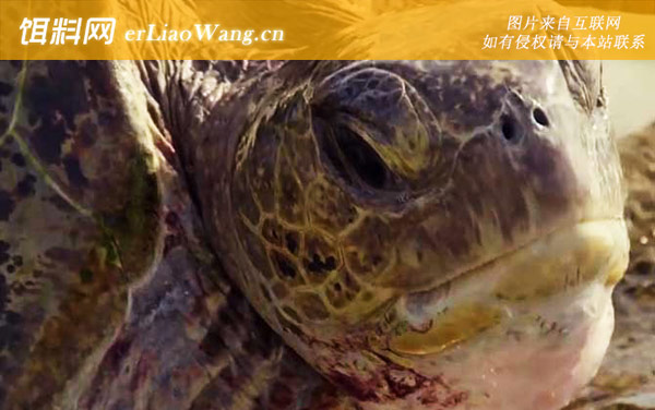 太平洋绿龟:分布范围