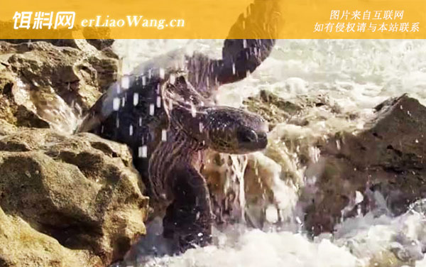 太平洋绿龟:生活习性