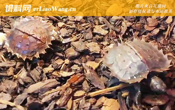 太阳龟:分布范围