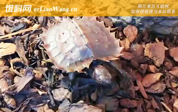 太阳龟:生活习性