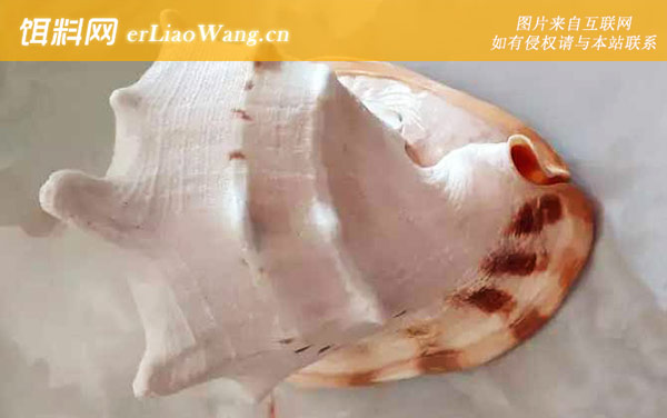 唐冠螺:生活习性