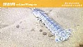 《螳螂虾是什么虾？》封面图