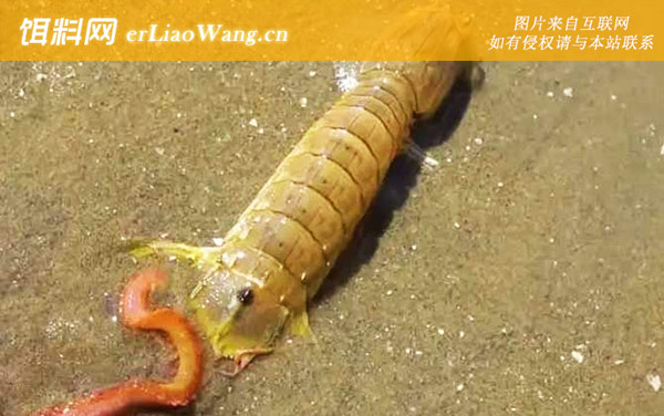 螳螂虾:分布范围