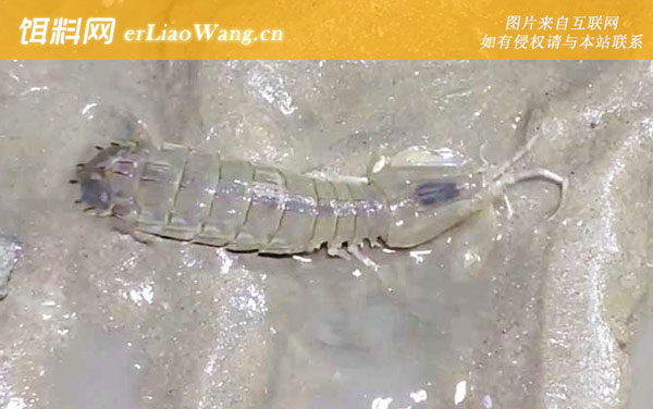 螳螂虾:生活习性