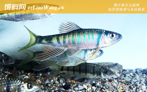 桃花鱼:分布范围