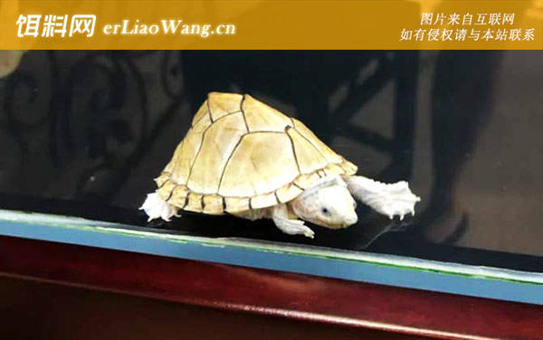 剃刀龟:分布范围